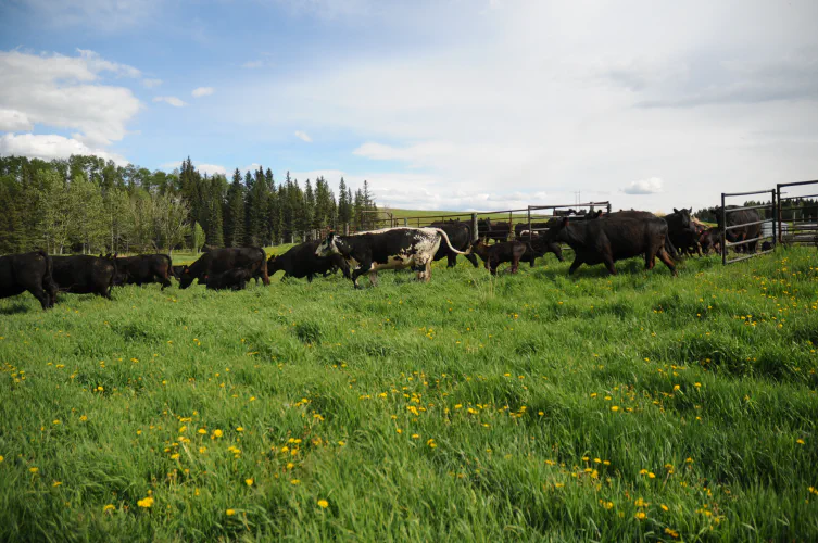 An image of Dogpound Alberta